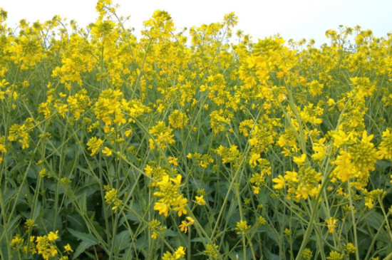 春天种植油菜花需要注意什么