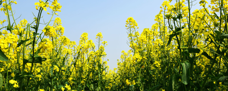 春天种植油菜花需要注意什么