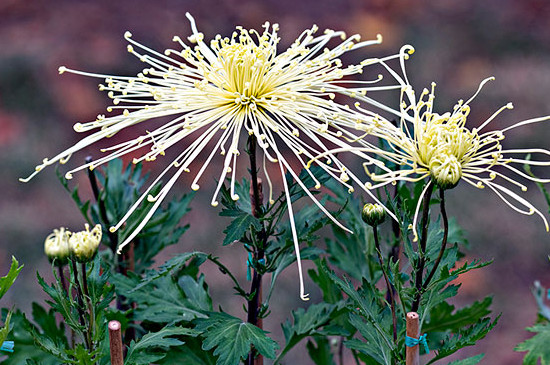 菊花是花序吗