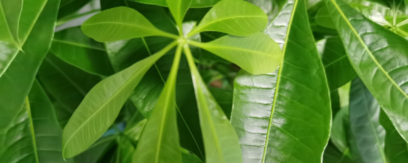 冬天怎样给发财树套袋