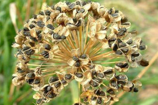 韭菜籽种植时间及方法