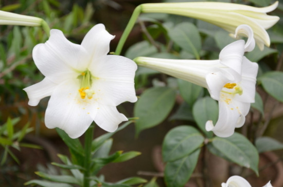 百合花可以放卧室吗