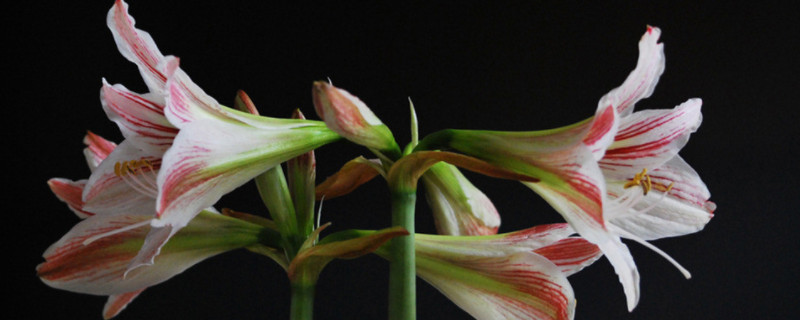 百合花可以放卧室吗