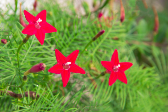 五星花是多年生还是一年长草花