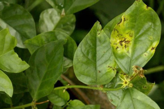 茉莉花叶子上有黄色斑点是怎么回事