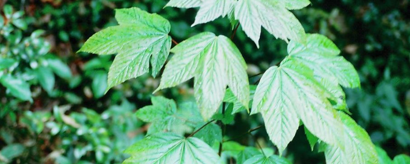 双子叶植物和单子叶植物的区别