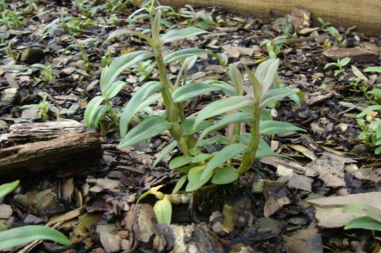 石斛的种植条件与方法