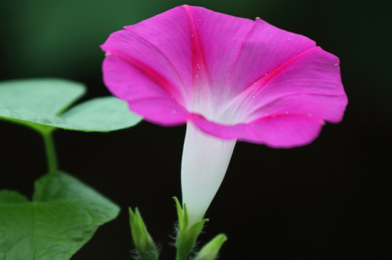 牵牛花是什么花