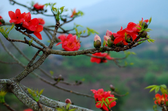 木棉花象征什么