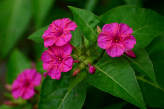 紫茉莉的花语和寓意