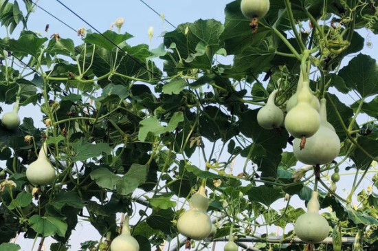 葫芦的种植方法和时间