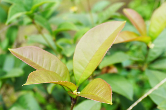 桂花白粉病怎么治