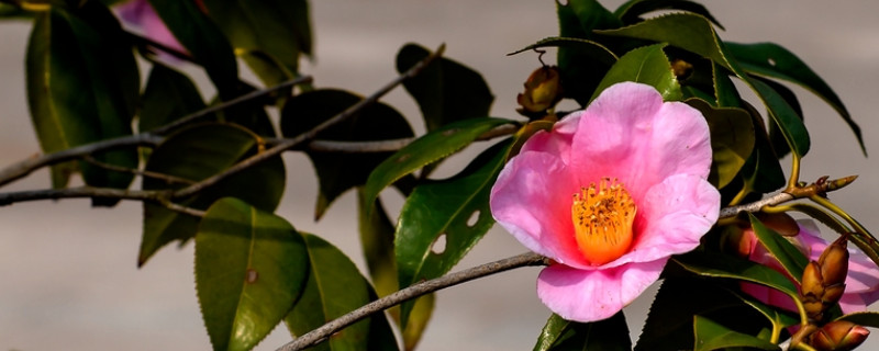 香妃茶花一年开花几次