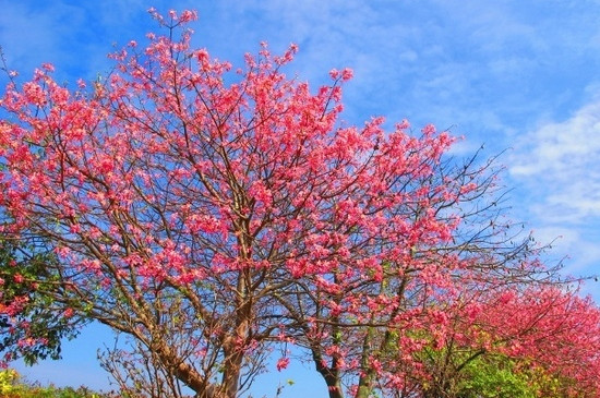 异木棉花语