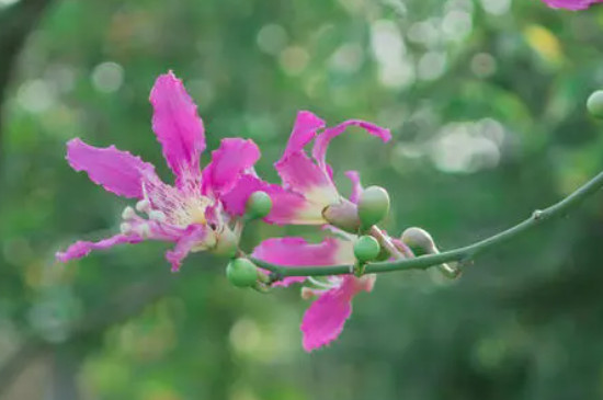 异木棉花语