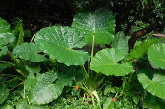 滴水观音植物能放在家里吗