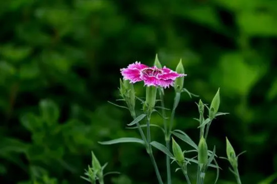 石竹花在北方能露天过冬吗