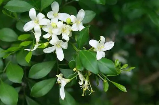 植物九里香的作用和特点