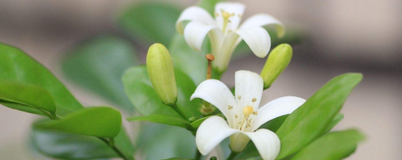 植物九里香的作用和特点