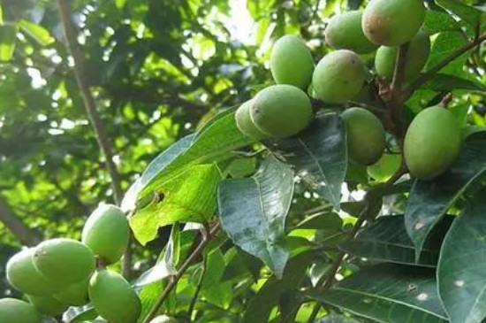 橄榄属于被子植物吗