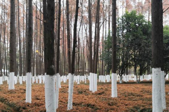 防止树木冻死的方法