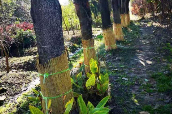 防止树木冻死的方法