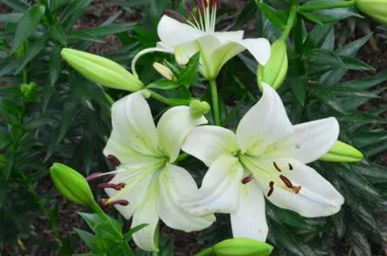 食用百合的种植方法和时间