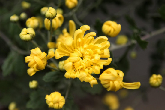 黄色菊花可以放家里吗