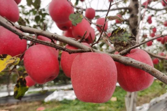 瑞香红苹果苗品种介绍