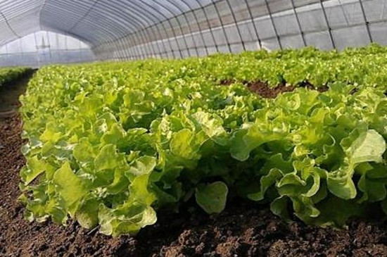 生菜是单子叶植物还是双子叶植物