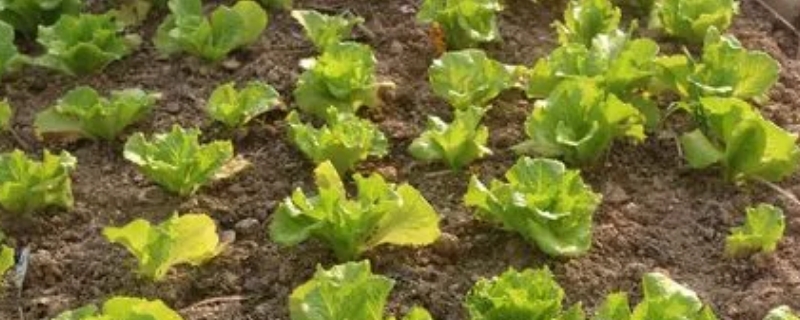 生菜是单子叶植物还是双子叶植物