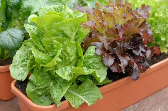 生菜是单子叶植物还是双子叶植物