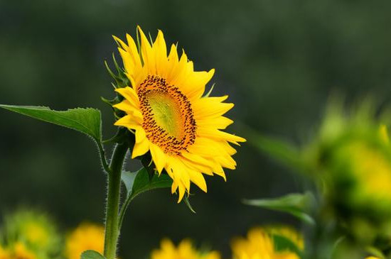 向日葵的寓意和花语