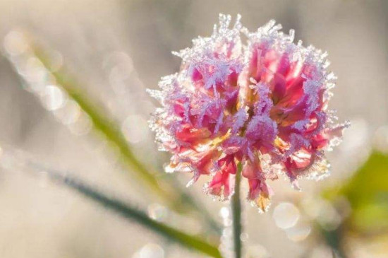 冻冰花的步骤和方法