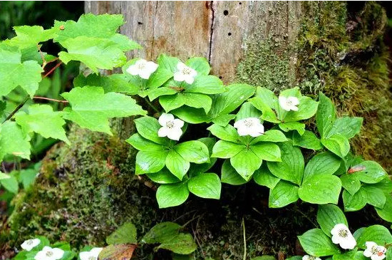 木本植物和草本植物的区别