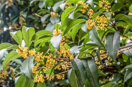 磷酸二氢钾适合哪些花卉使用