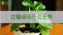 豆瓣绿用什么土养