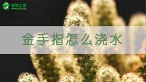 金手指怎么浇水