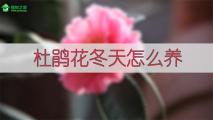 杜鹃花冬天怎么养