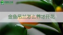 金鱼吊兰怎么养才开花