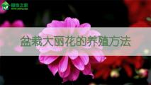 盆栽大丽花的养殖方法