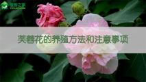 芙蓉花的养殖方法和注意事项