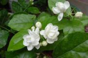 茉莉花怎么养，5种方法让茉莉花香满枝头