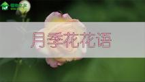 月季花花语