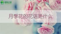 月季花的花语是什么