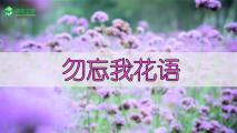 勿忘我花语