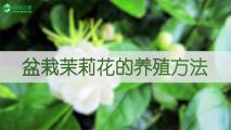 盆栽茉莉花的养殖方法