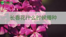 长春花什么时候播种