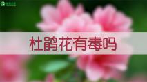 杜鹃花有毒吗