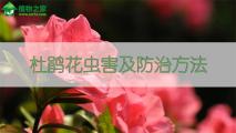 杜鹃花虫害及防治方法